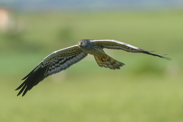 Circus pygargus_aguilucho_cenizo_cendros_esparver_montagus_harrier