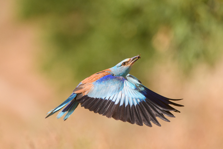 Coracias garrulus_roller_carraca_gaig_glau