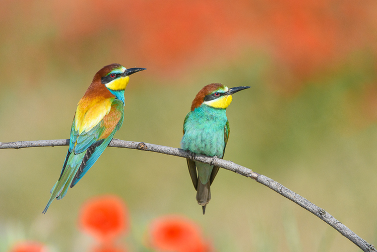 Merops apiaster_abejaruco_abellerol_beeater