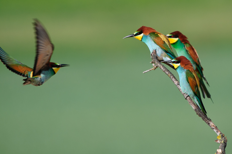 Merops apiaster_abejaruco_abellerol_beeater