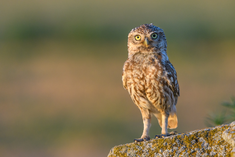 athene noctua_mochuelo_mussol_litle_owl