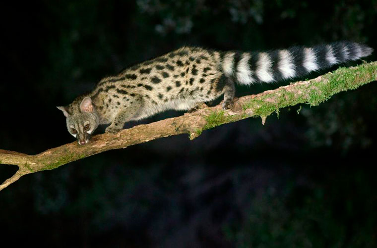 Gineta Geneta Genet