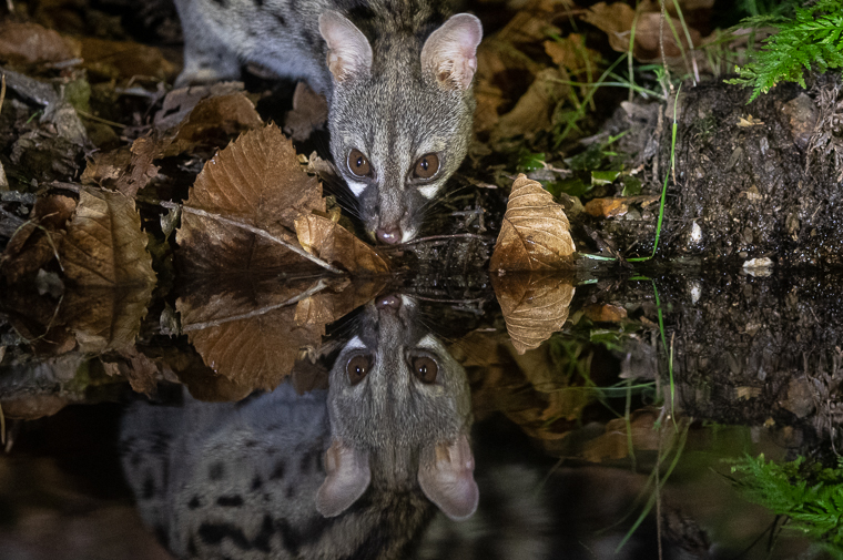 Gineta Geneta Genet