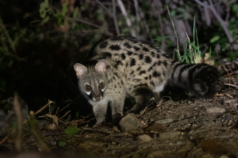 Gineta Geneta Genet