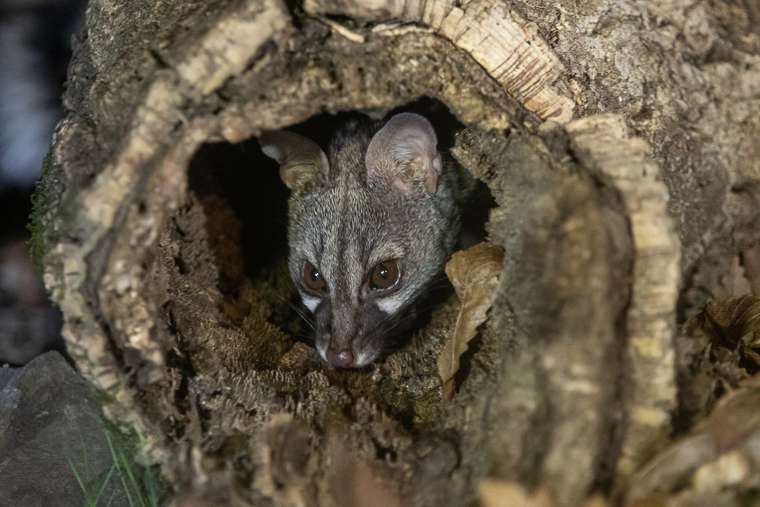 Gineta Geneta Genet