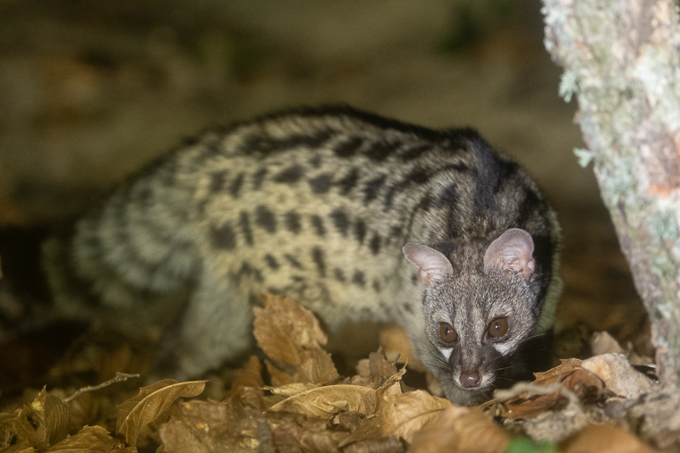 Gineta Geneta Genet