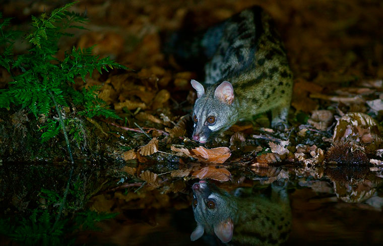 Genet gineta geneta hide luz