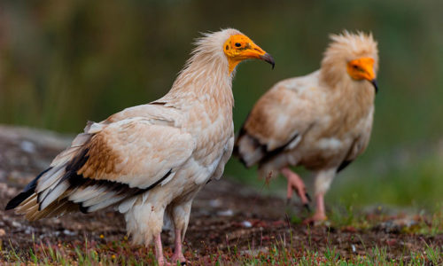 hide-arribes-voltors-buitres-vultures-pl