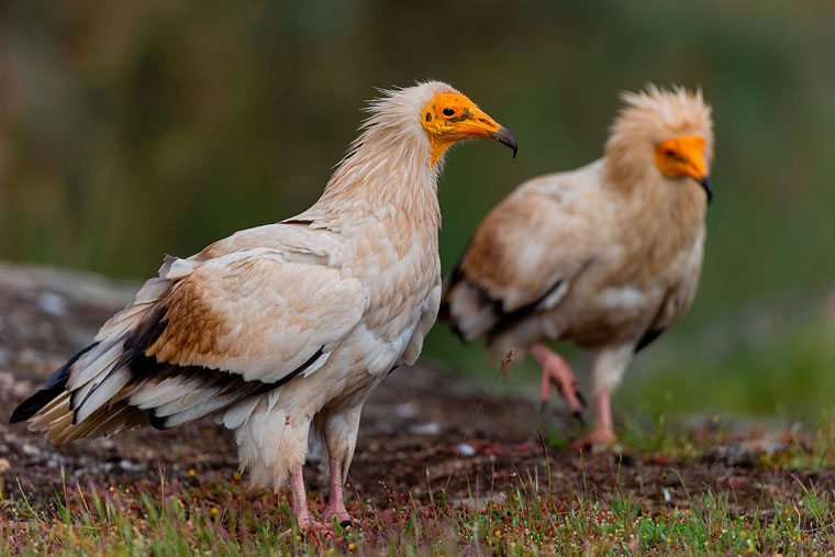 hide-arribes-voltors-buitres-vultures-pl