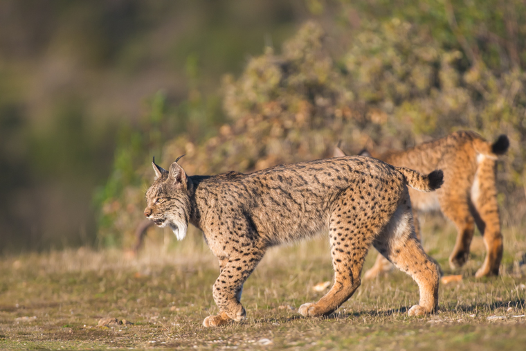 Hide Of Iberian Lynx In Andujar Agencia De Viajes Para Fotografos De Naturaleza