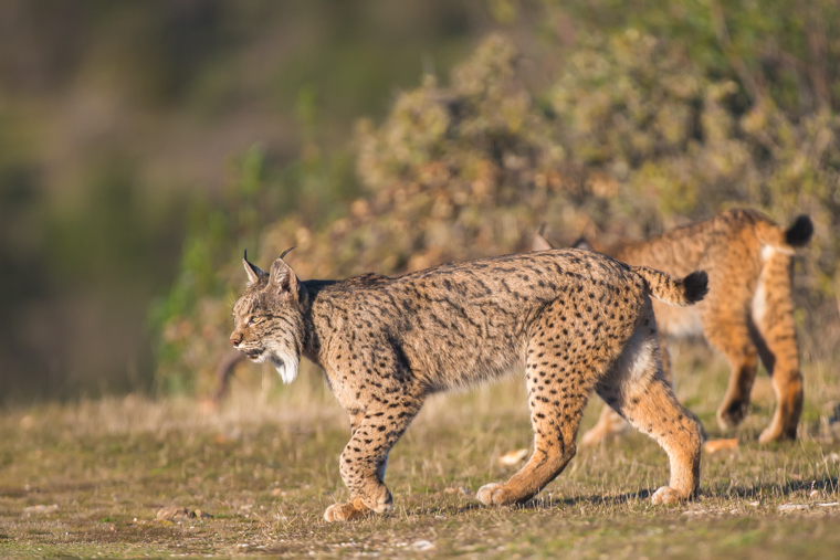 hide-lynx-lince-linx-andujar