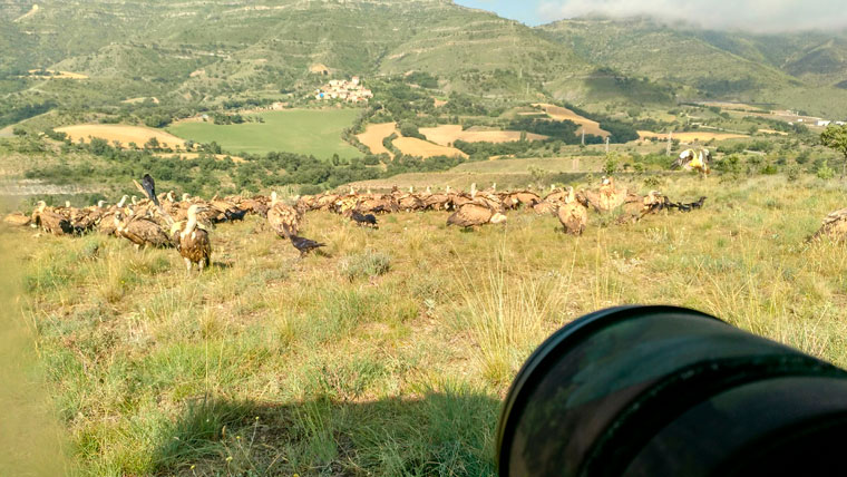 Pl-hide-figols-vultures-voltors-buitres