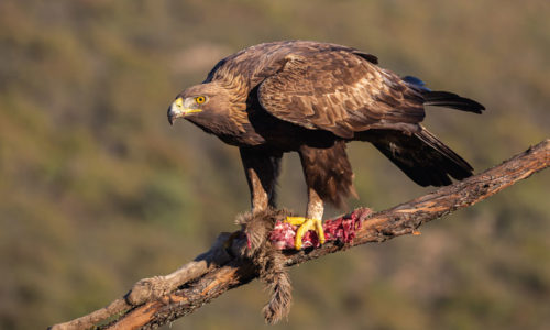 golden-eagle-hide-aguila-real-andujar