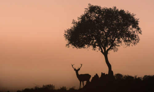 deer-hide-andujar-ciervo