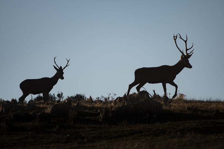deer-hide-andujar-ciervo