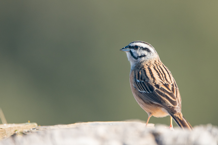 hide-andujar-bunting