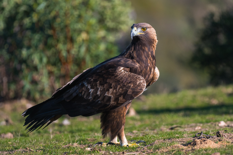 golden-eagle-hide-aguila-real-andujar