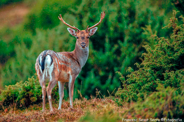 Daina-Gamo-fallow deer- photo logistics