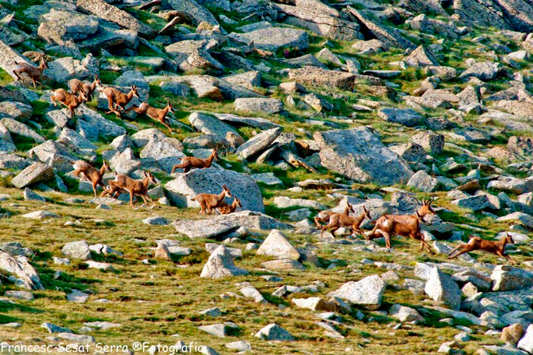 Isard-rebeco-chamois-photo logistics