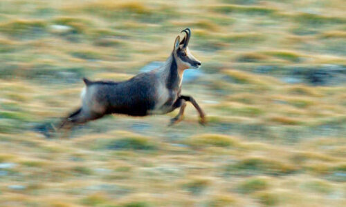 Isard-rebeco-chamois-photo logistics