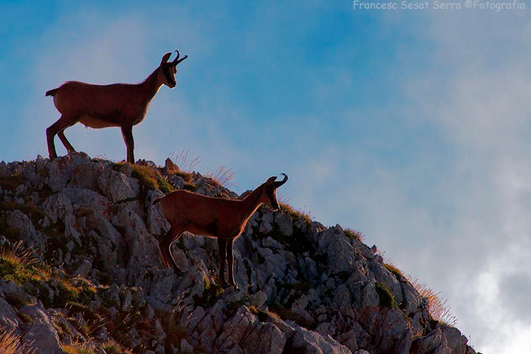 Isard-rebeco-chamois-photo logistics