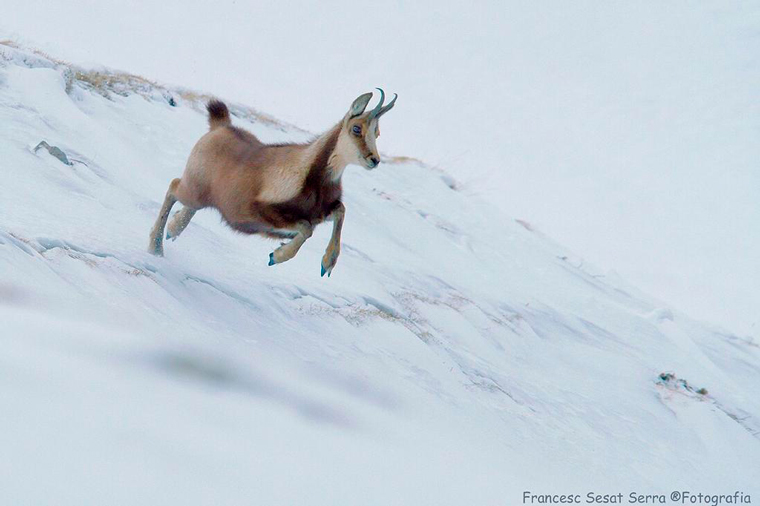 Isard-rebeco-chamois-photo logistics