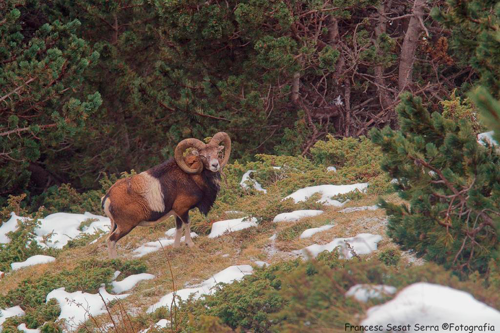 Muflo-muflon-mouflon-photo logistics