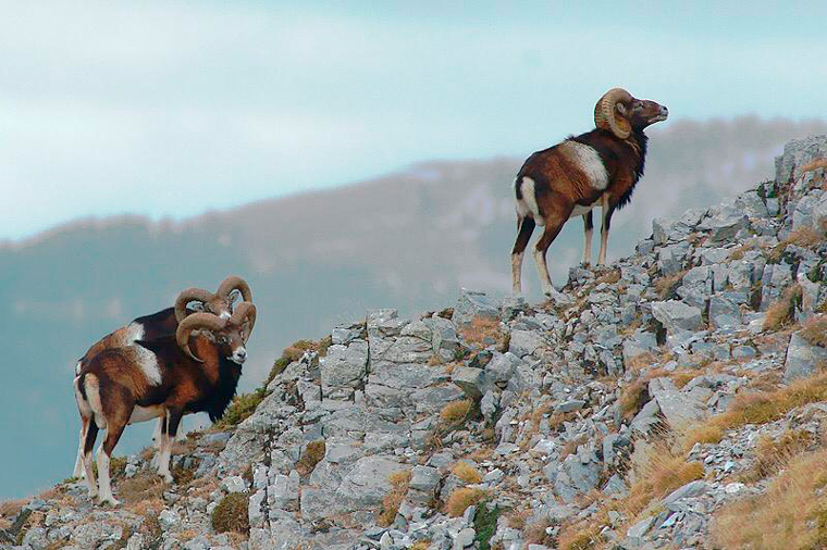 Muflo-muflon-mouflon-photo logistics