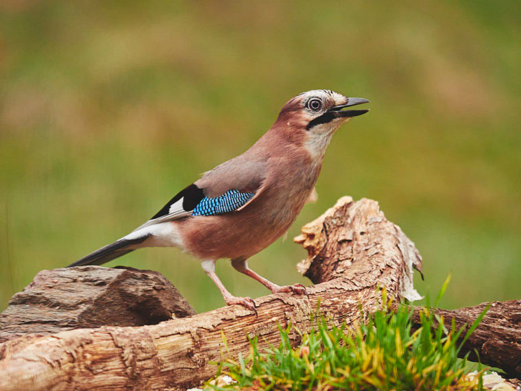 aran-hide-gaig-jay-arrendajo