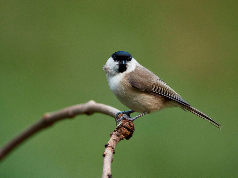 aran-hide-mallerenga-d'aiga-carbonero-palustre