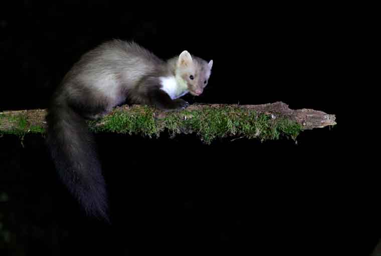 hide fagina garduña stone marten