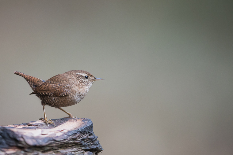 cargolet buitron hide