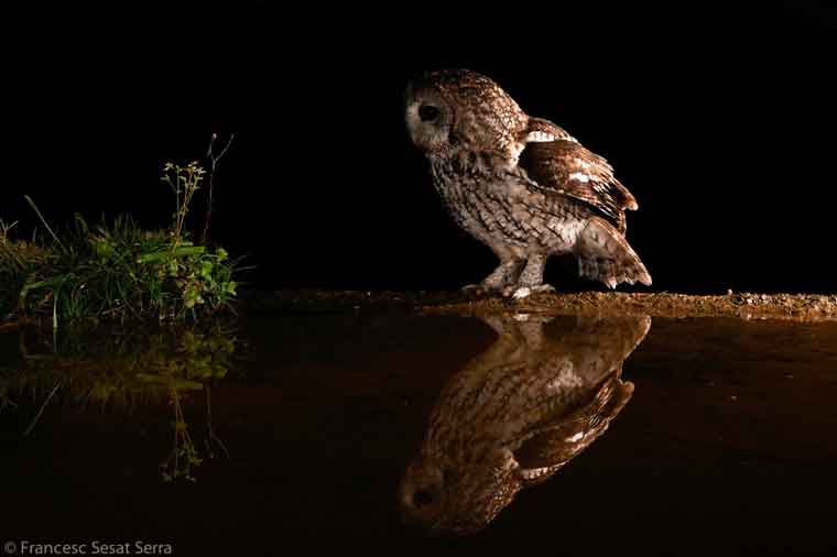 Gamarus carabo tawny Owl hide