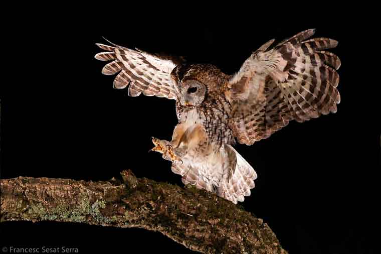 Gamarus carabo tawny Owl hide