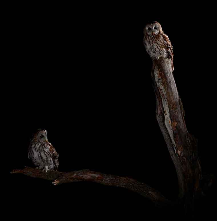 Gamarus carabo tawny Owl hide