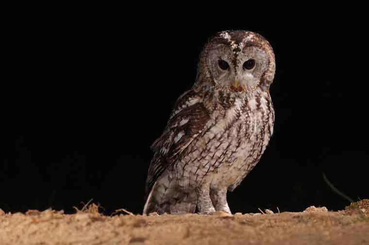 Gamarus carabo tawny Owl hide