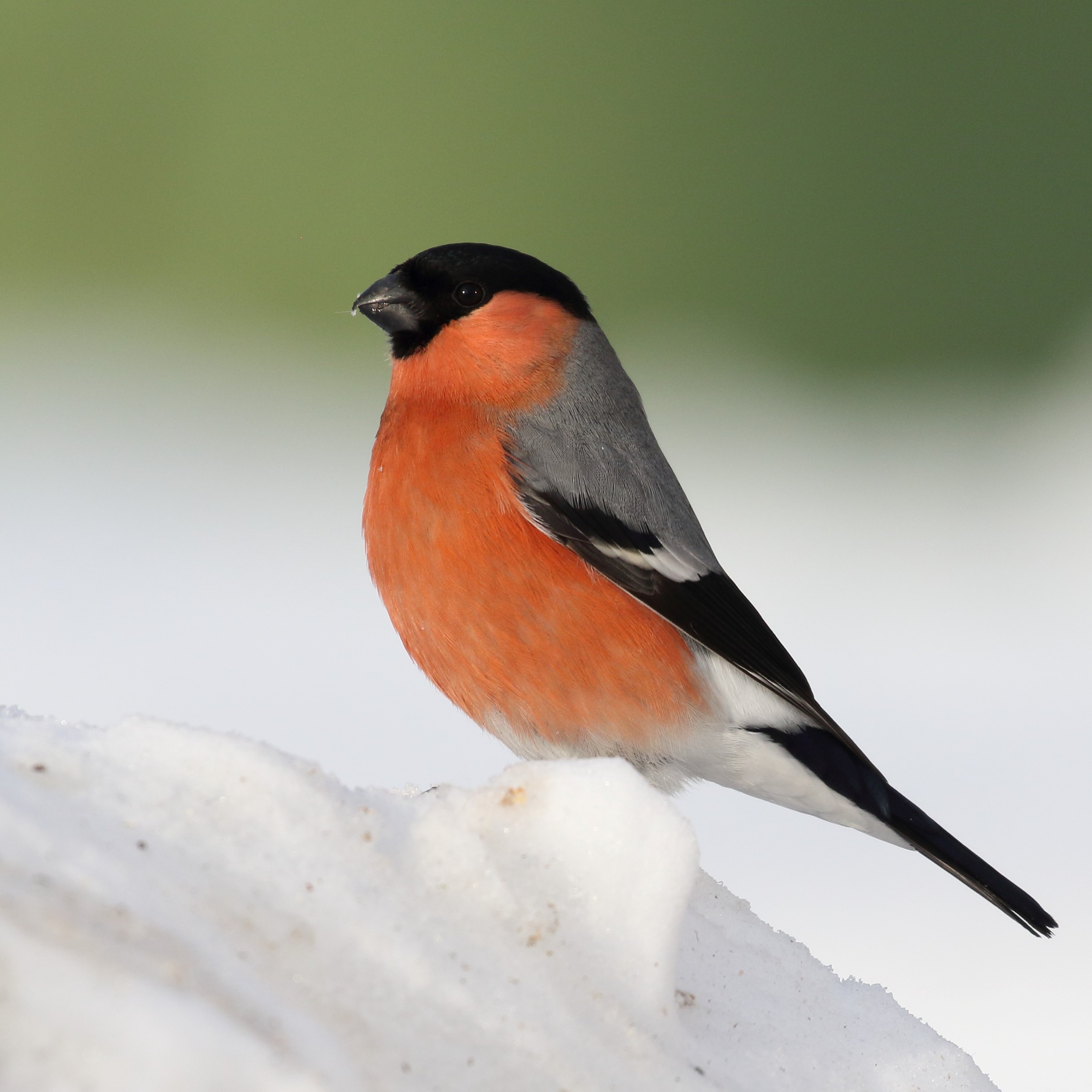 Viaje de fotografía de fauna con nieve a Estonia