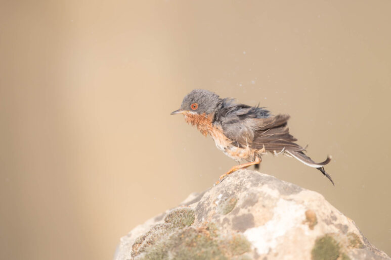 Hide de curruca carrasqueña y otras aves del matorral mediterráneo
