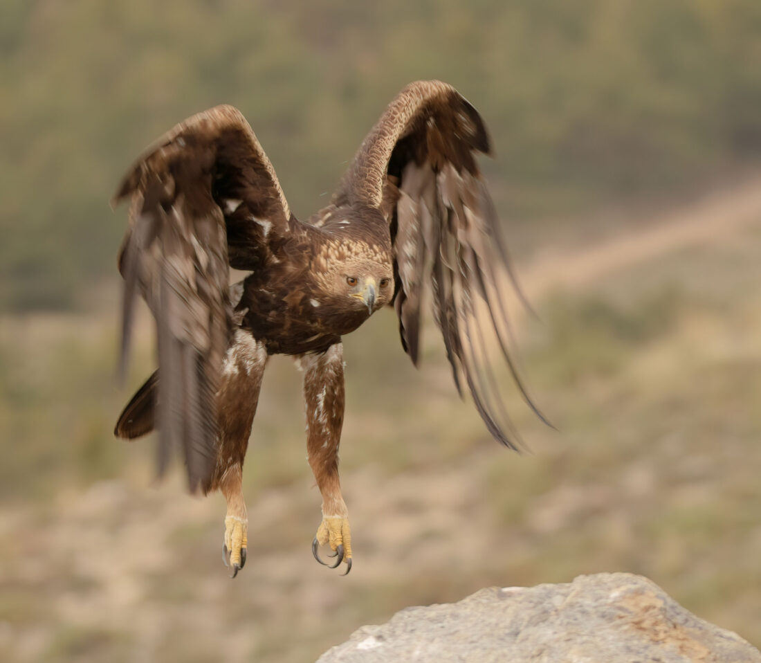 Golden Eagle Hide Granada