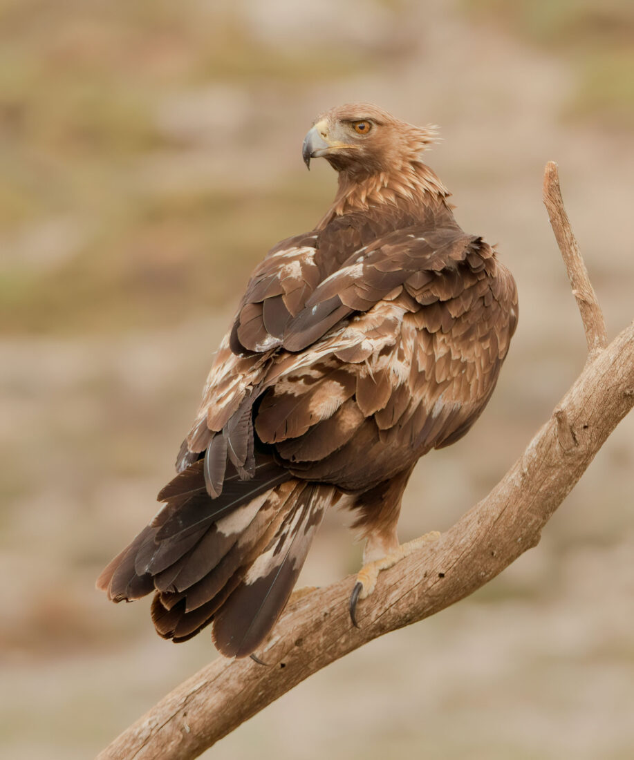 Golden Eagle Hide Granada