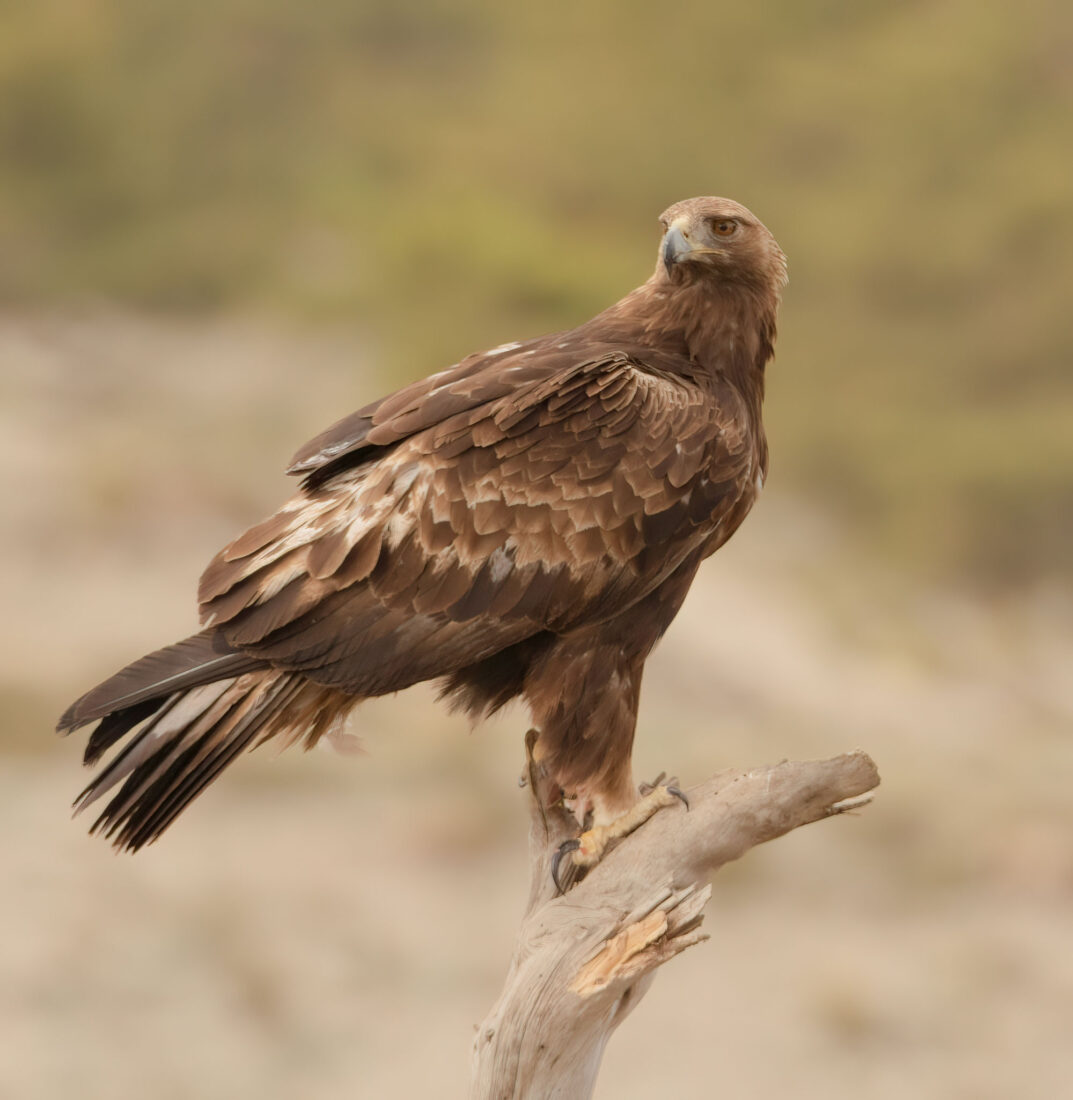 Golden Eagle Hide Granada
