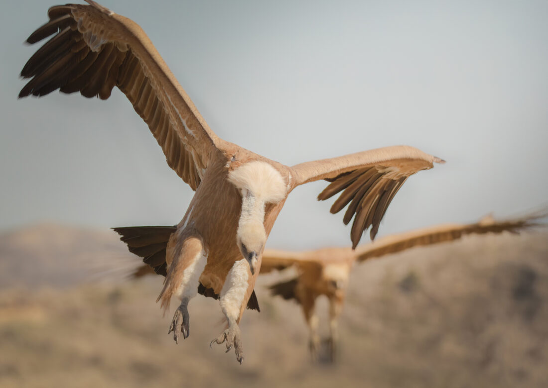 Vulture hide Castril. Granada