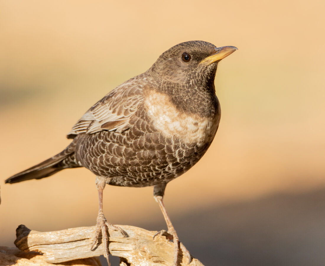 Bebedero de aves forestales Granada