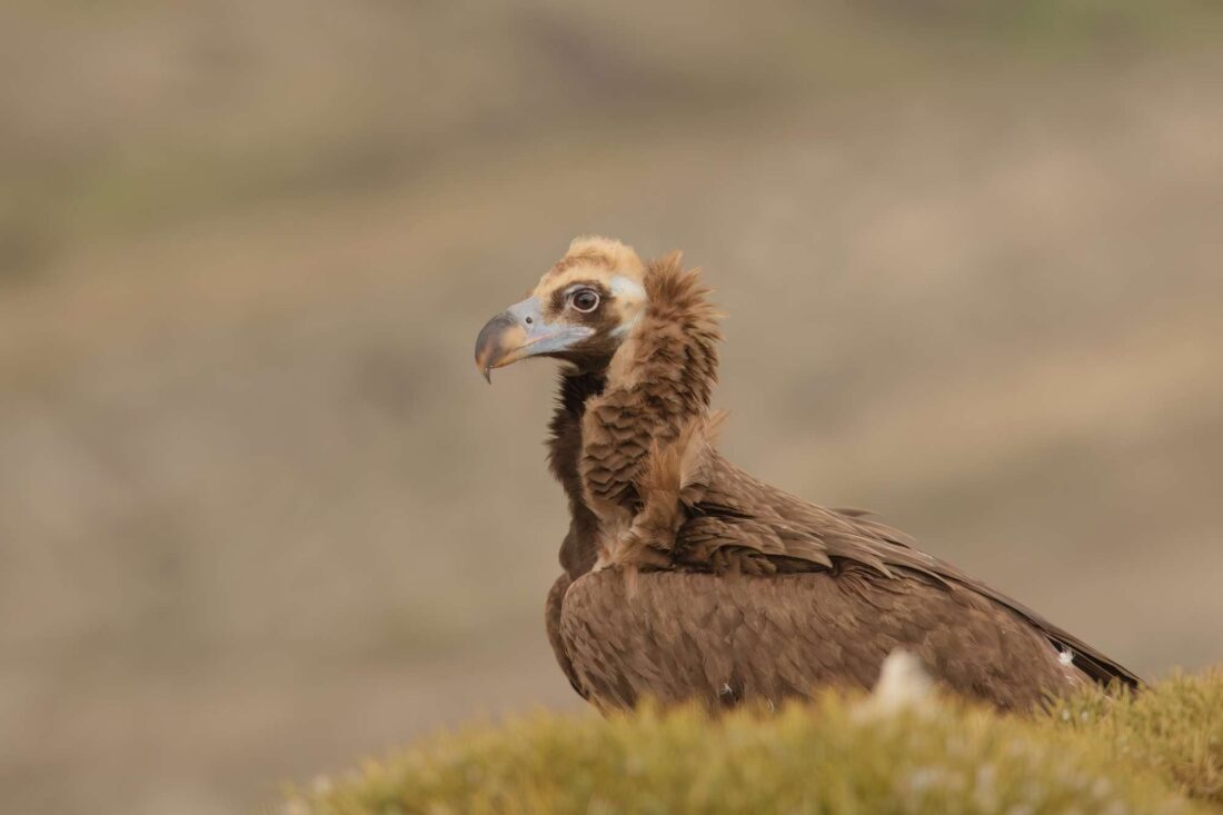 Vulture hide Sierra de Castril Natural Park. Granada