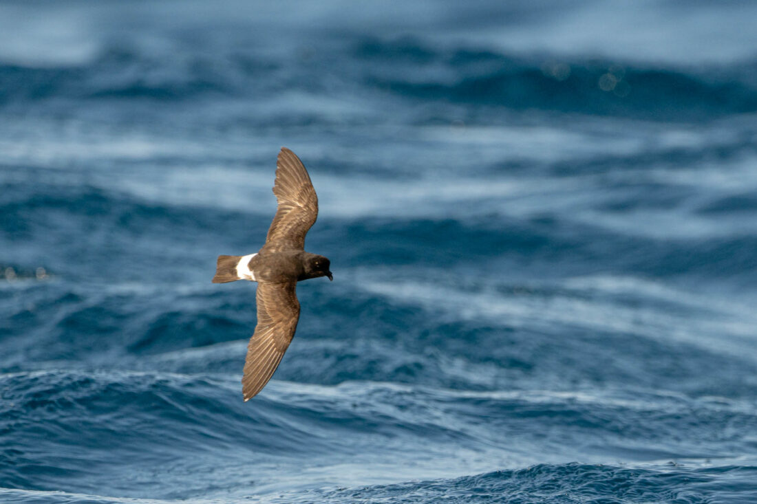 Storm Petrel photography from a boat