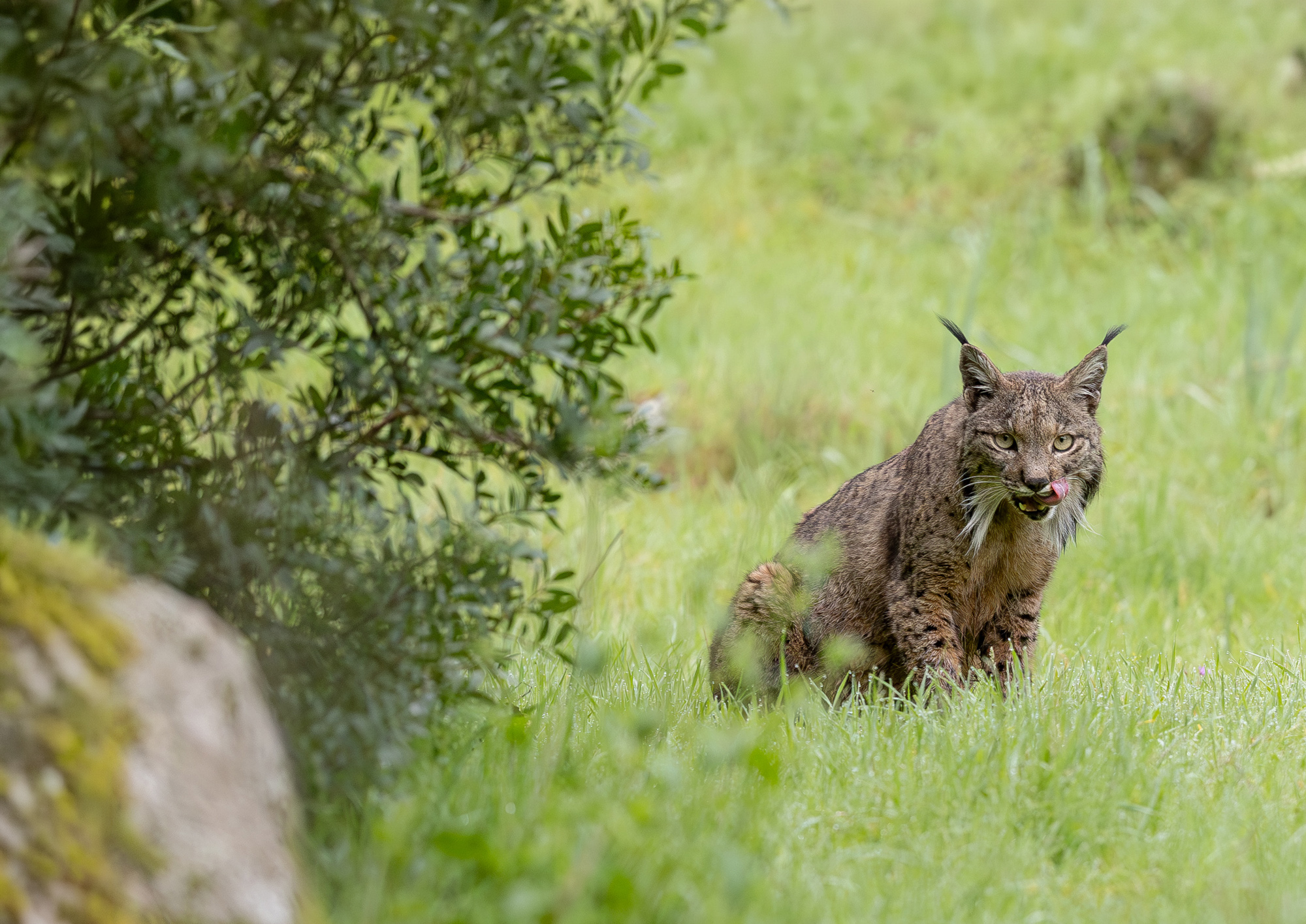 Hide de fotografía de Lince ibérico – sesiones con luz natural
