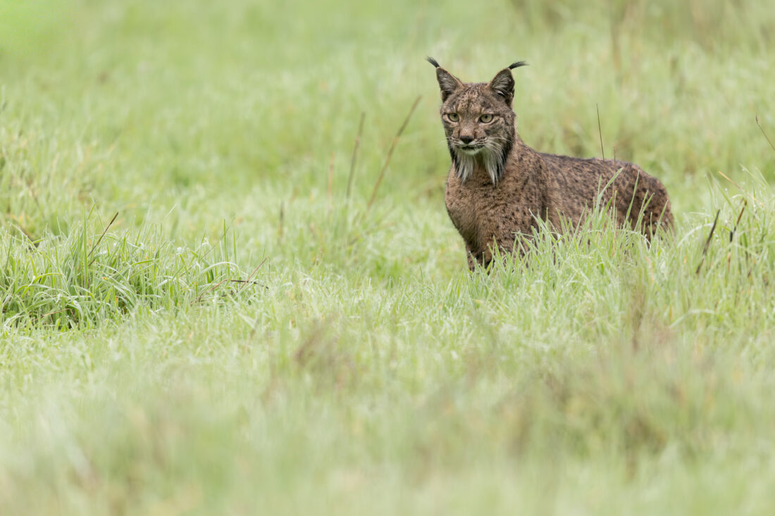Hide de fotografía de Lince ibérico – sesiones con luz natural