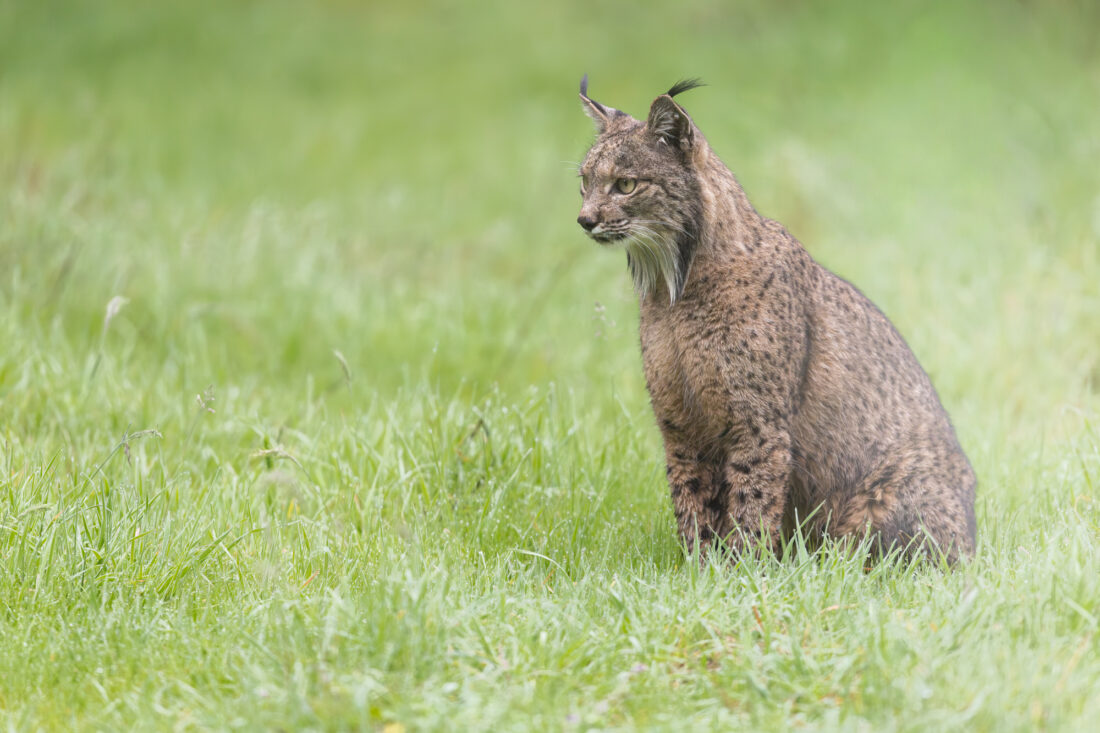 Hide de fotografía de Lince ibérico – sesiones con luz natural