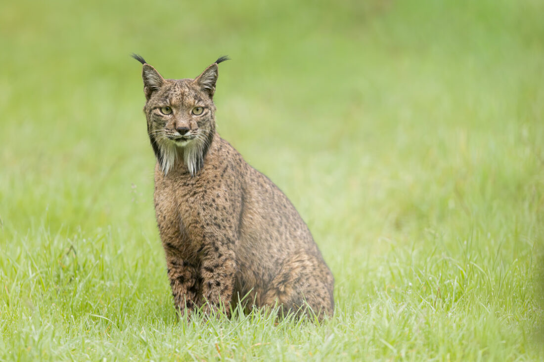 Hide de fotografía de Lince ibérico – sesiones con luz natural