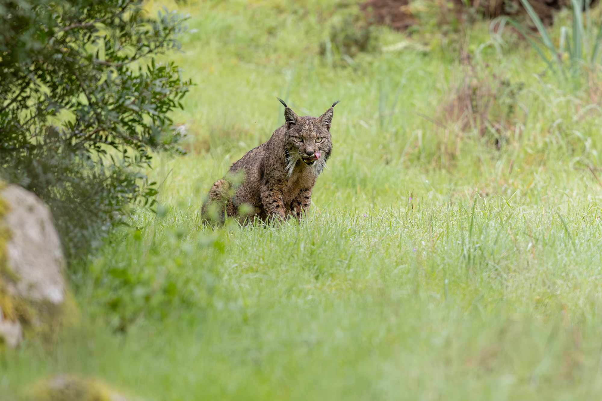 Hide de fotografía de Lince ibérico – sesiones con luz natural